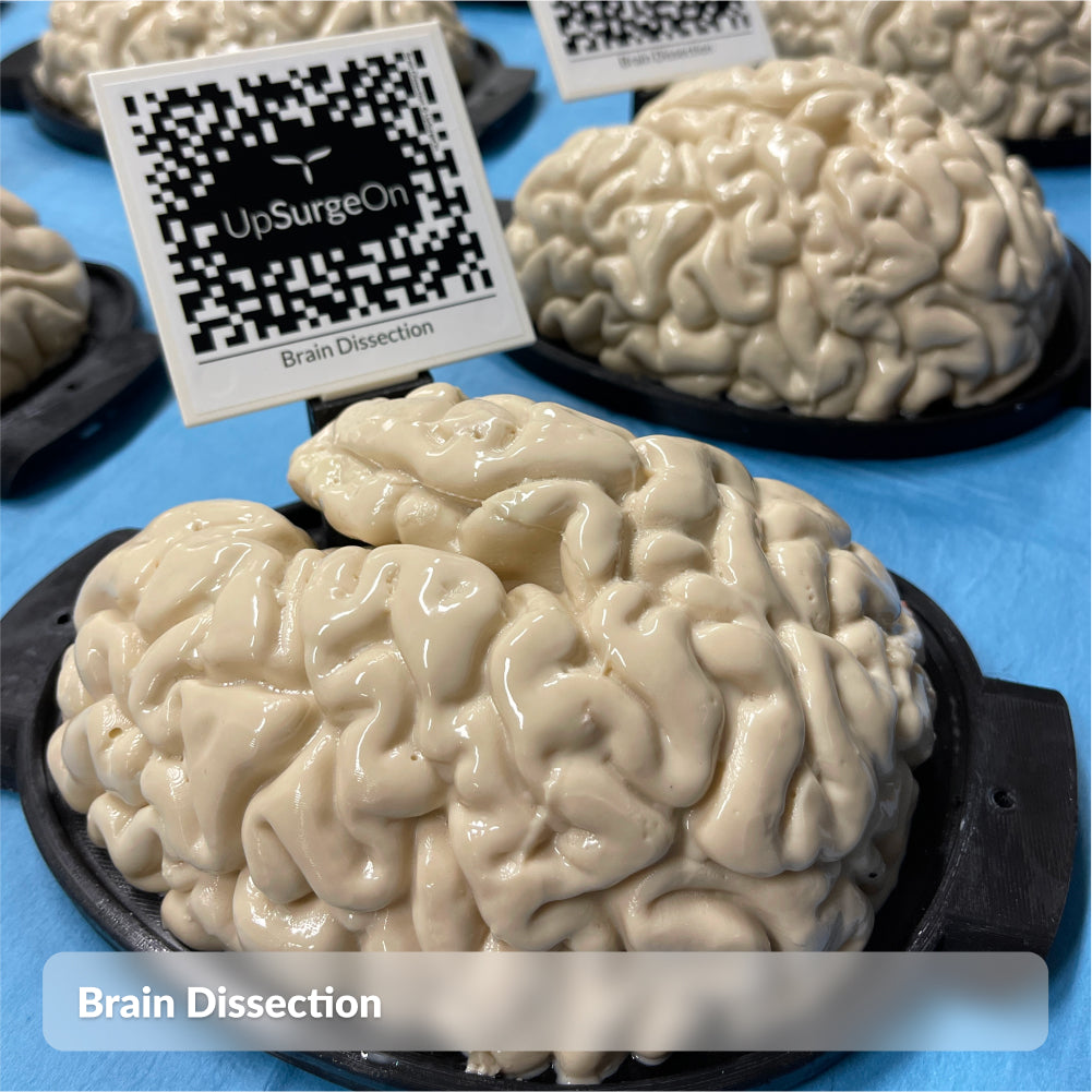 Brain Dissection