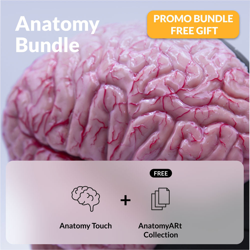 AnatomyTouch
