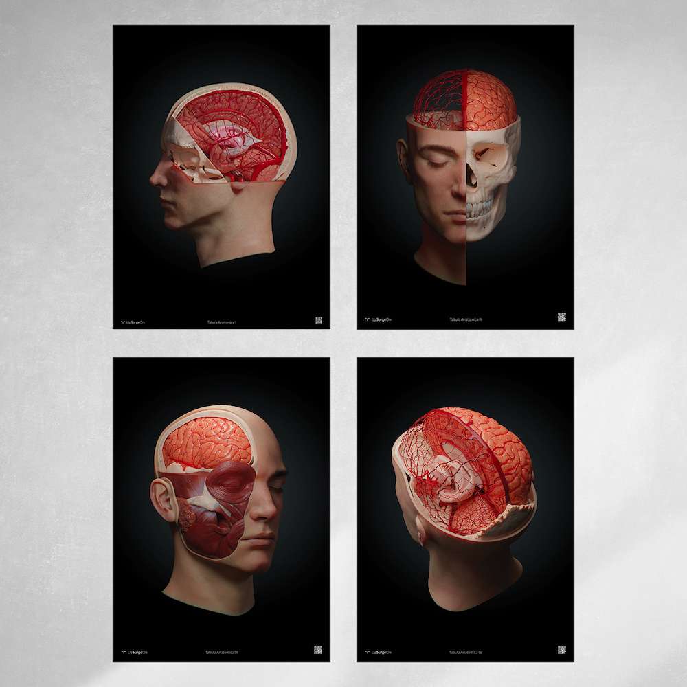 AnatomyARt Collection