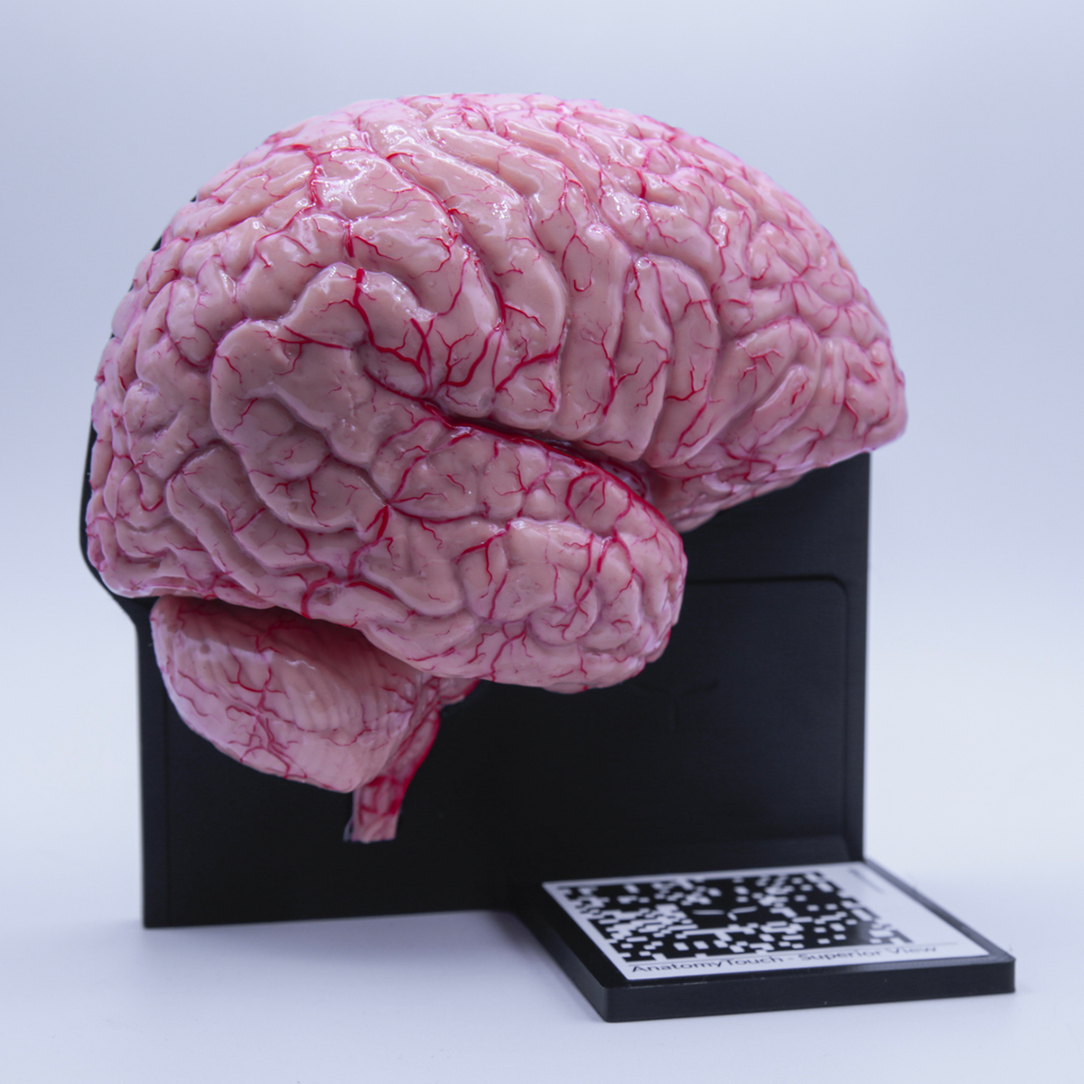 AnatomyTouch