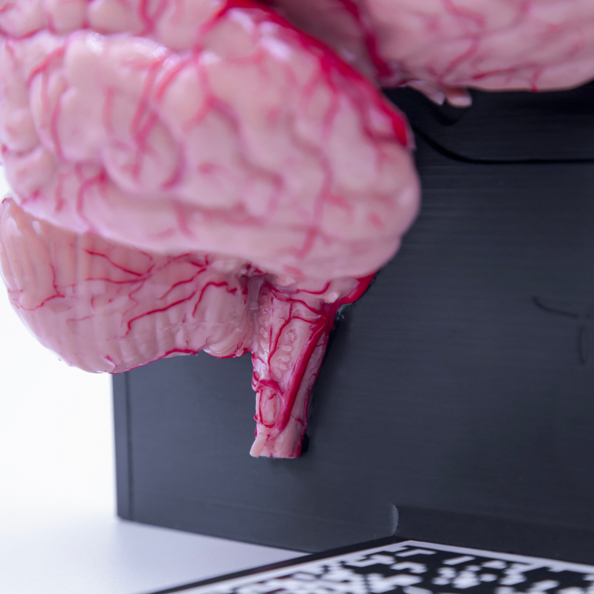 AnatomyTouch