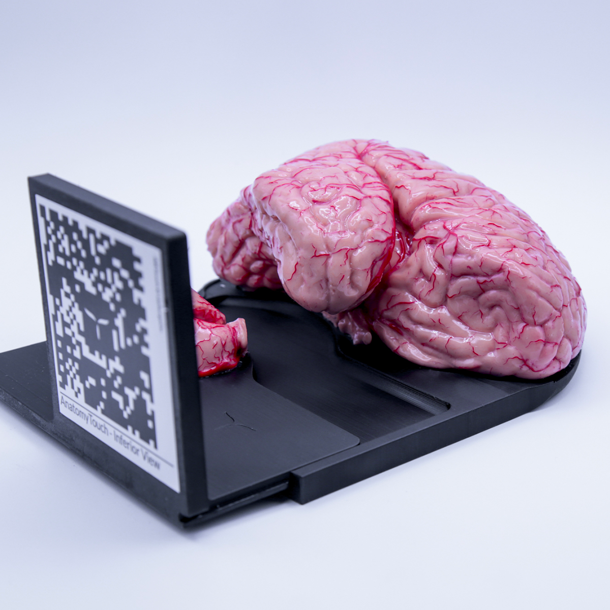 AnatomyTouch
