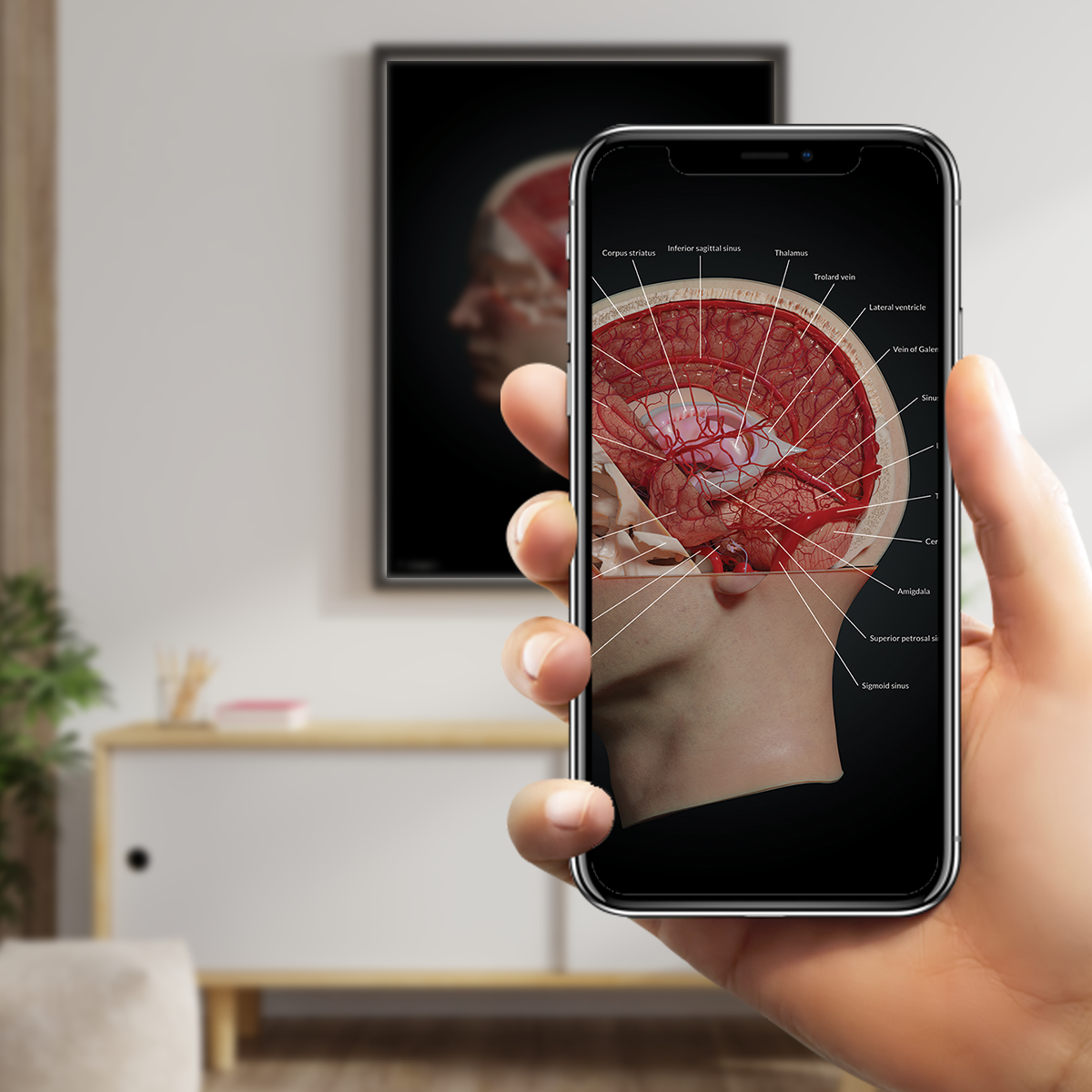 AnatomyARt Tabula Anatomica I