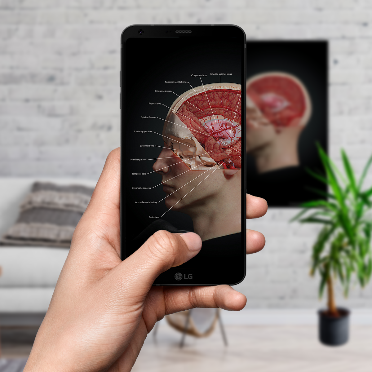 AnatomyARt Tabula Anatomica I