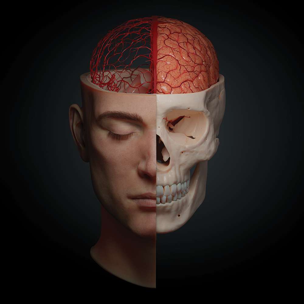 AnatomyARt Tabula Anatomica II