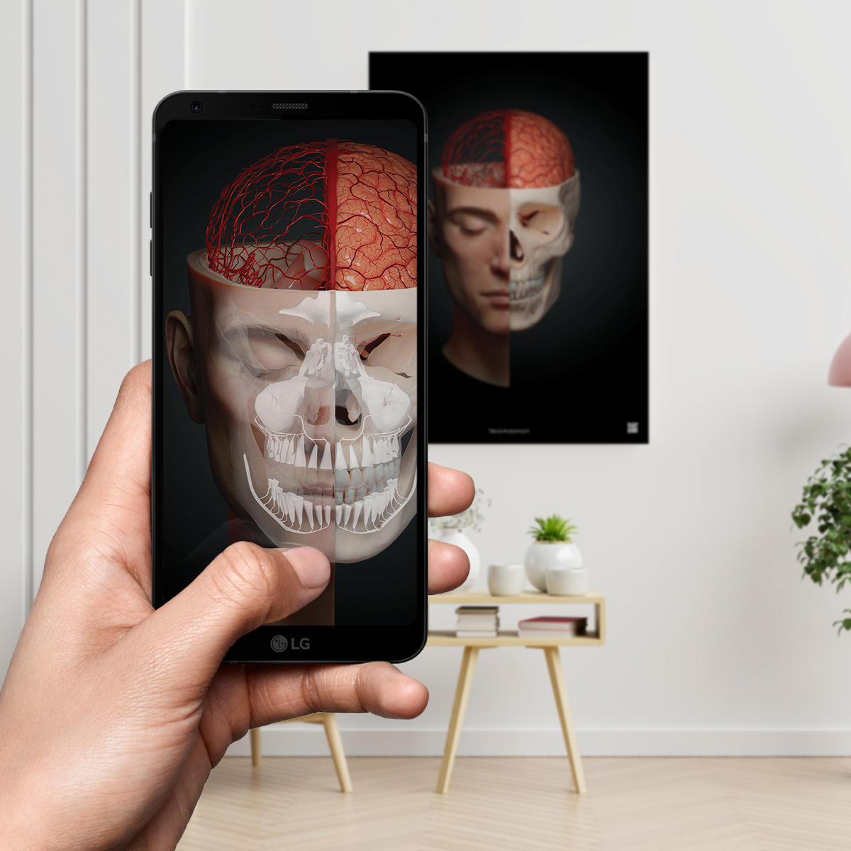 AnatomyARt Tabula Anatomica II