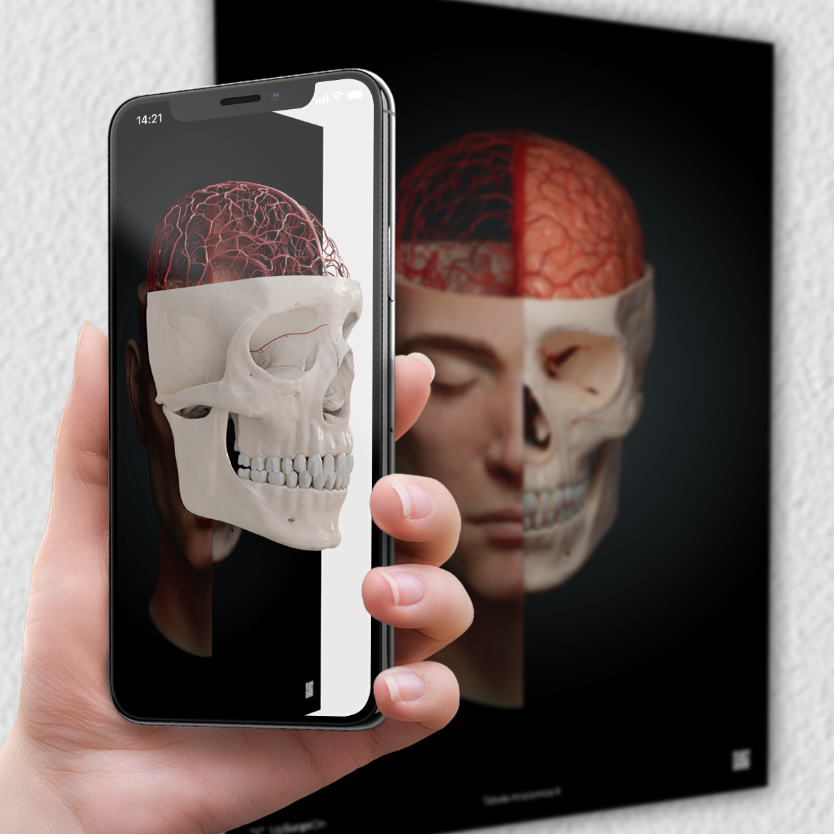 AnatomyARt Tabula Anatomica II