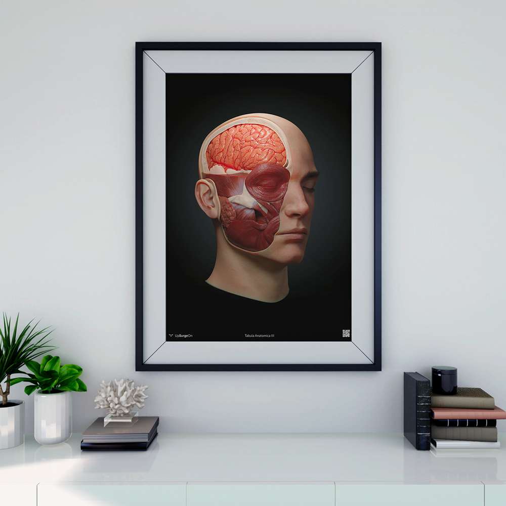 AnatomyARt Tabula Anatomica III