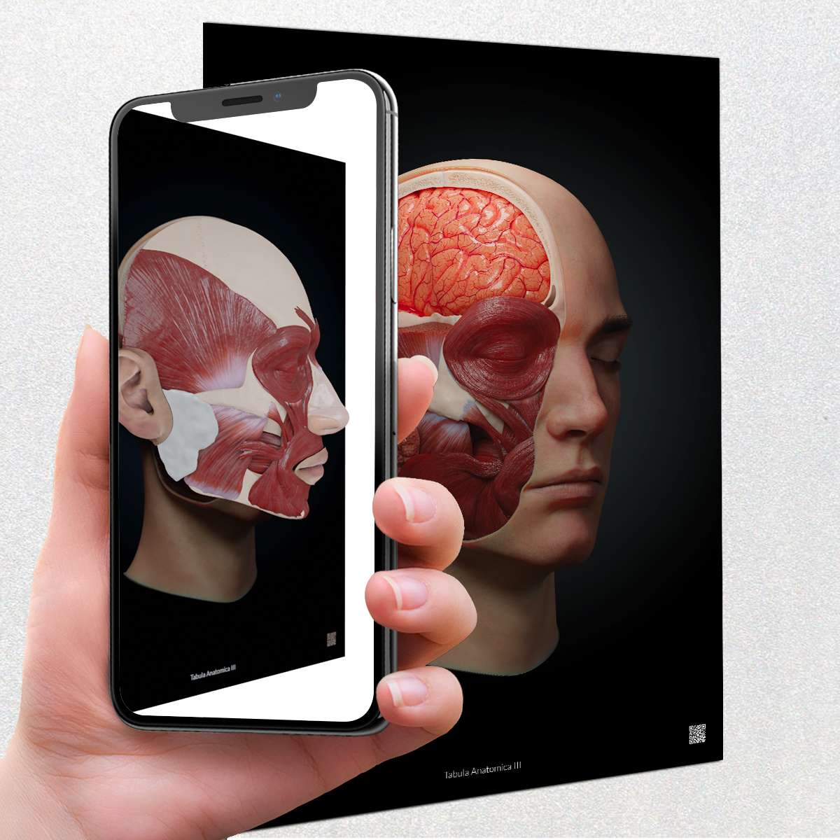 AnatomyARt Tabula Anatomica III