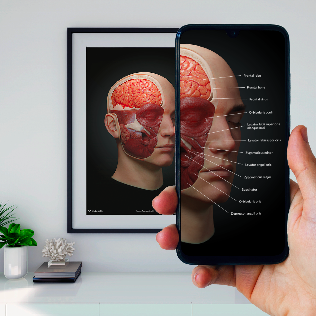 AnatomyARt Tabula Anatomica III