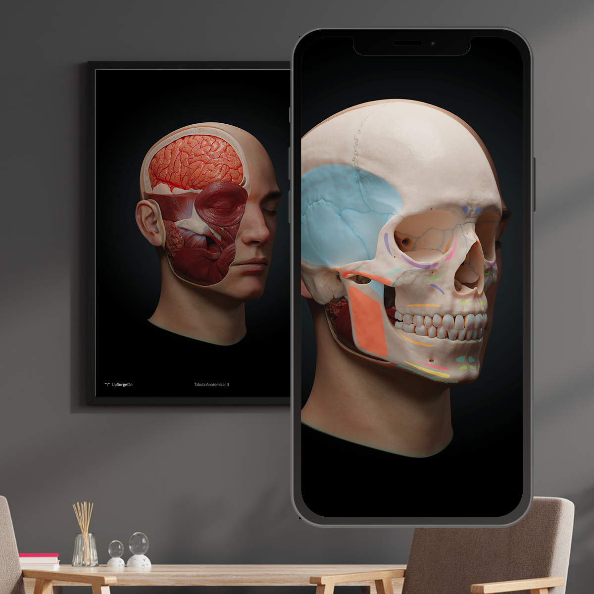 AnatomyARt Tabula Anatomica III