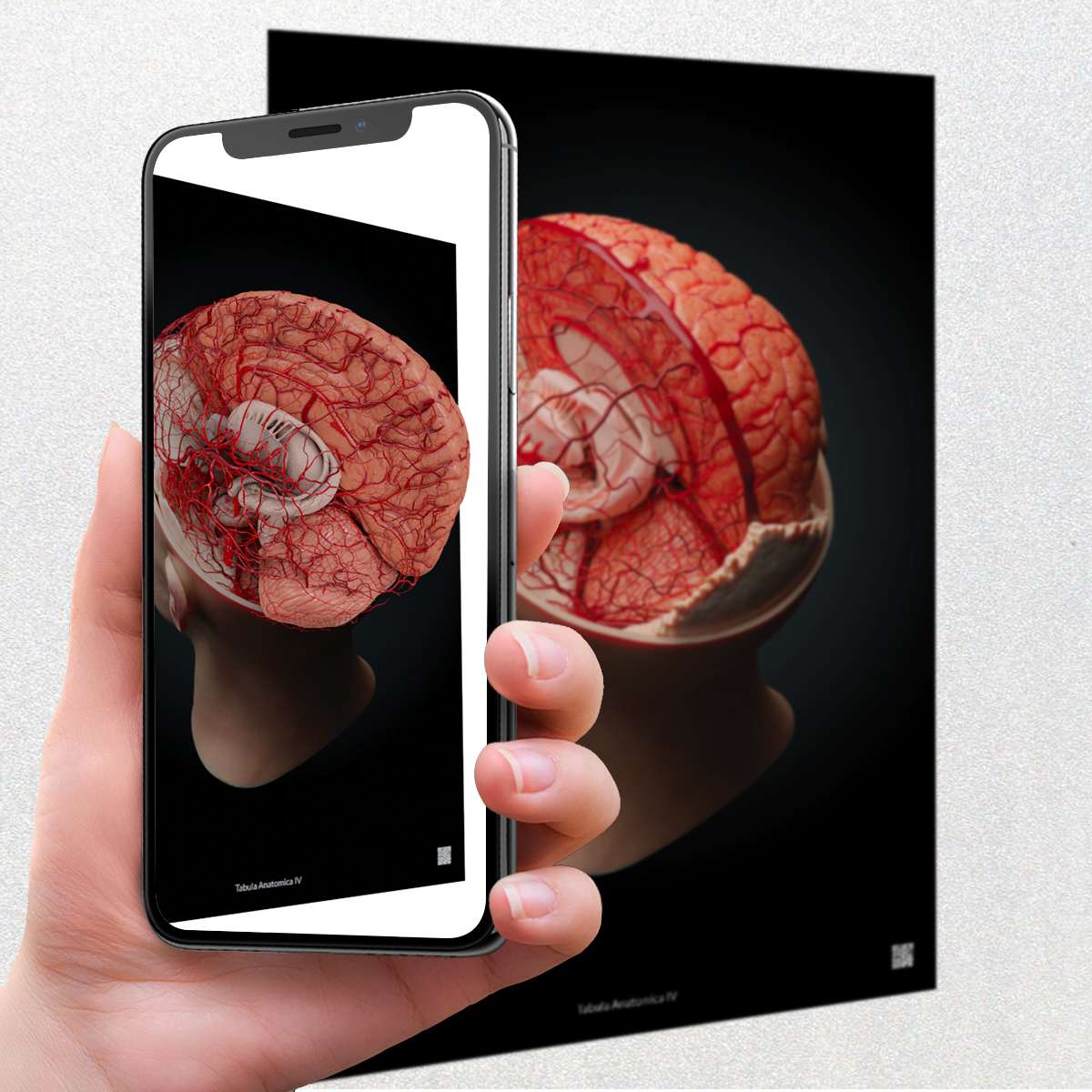 AnatomyARt Tabula Anatomica IV
