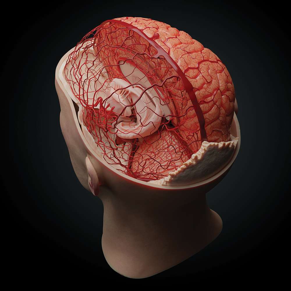 AnatomyARt Tabula Anatomica IV