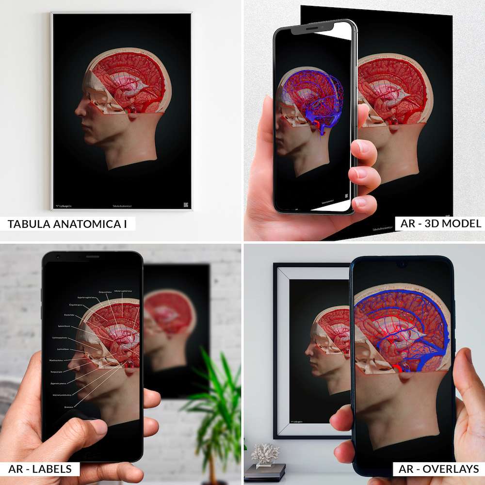 AnatomyARt Collection