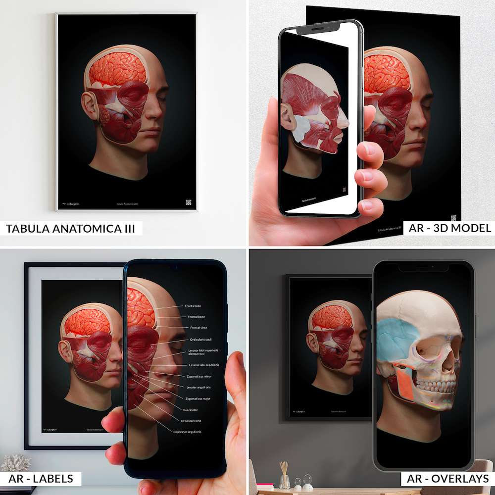 AnatomyARt Collection