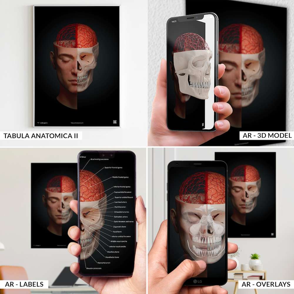 AnatomyARt Collection
