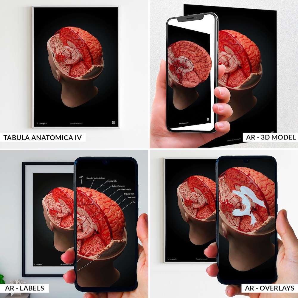 AnatomyARt Collection