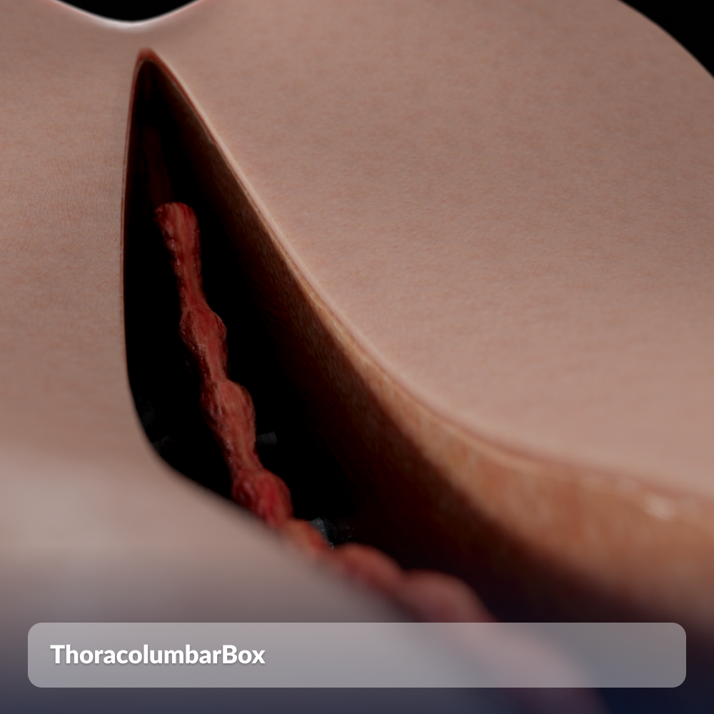 ThoracolumbarBox