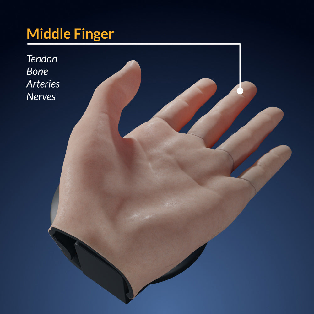 Finger Dissection