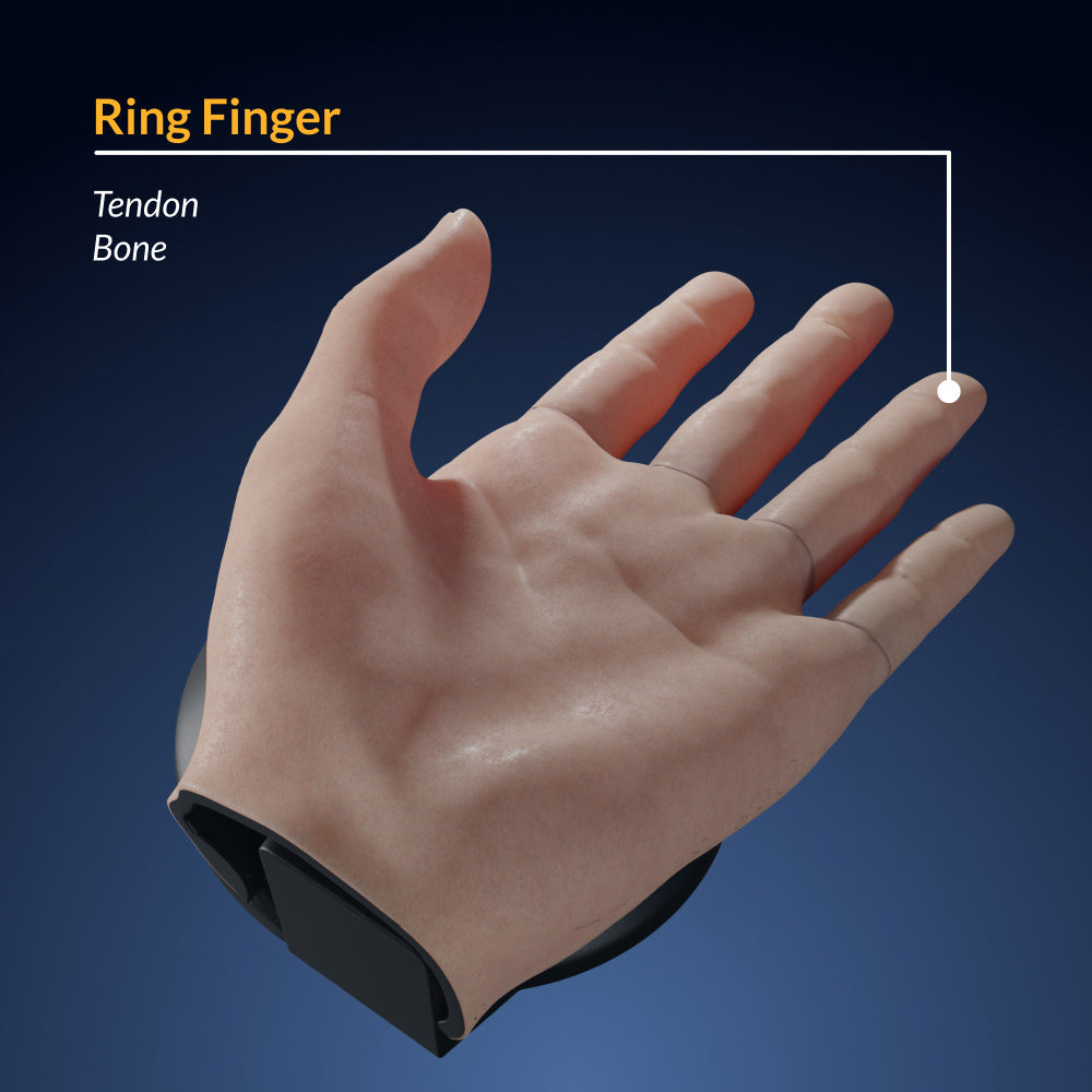 Finger Dissection