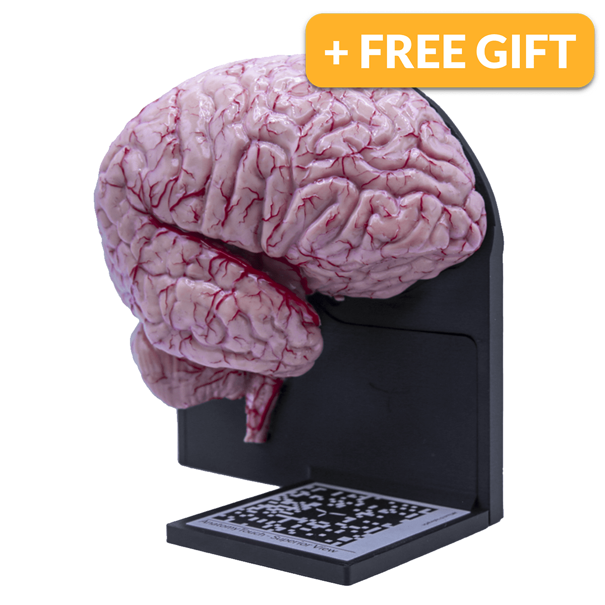 Neuroanatomy Series – Upsurgeon Store