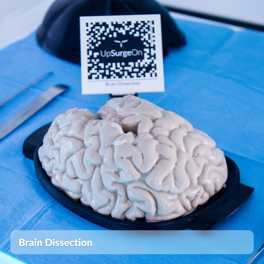 Brain Dissection – UpSurgeOn Store