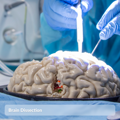 Brain Dissection