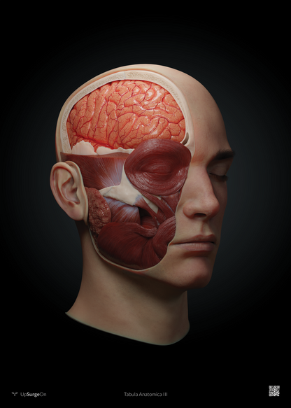 AnatomyARt Tabula Anatomica III