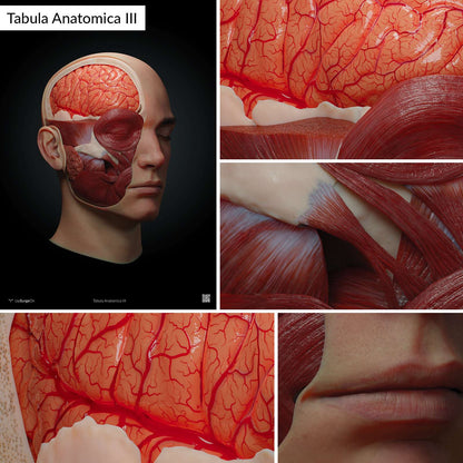 AnatomyARt Tabula Anatomica III