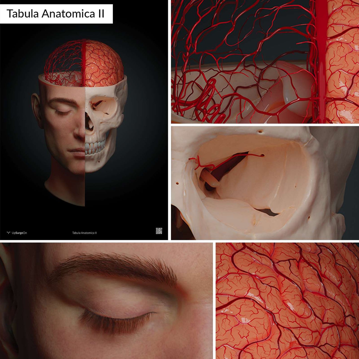 AnatomyARt Tabula Anatomica II