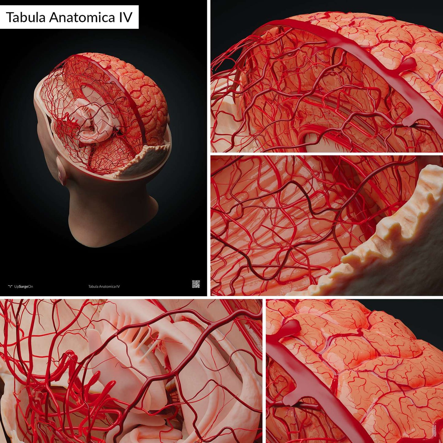 AnatomyARt Tabula Anatomica IV