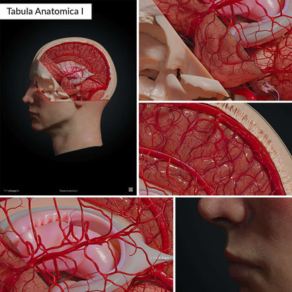 AnatomyARt Tabula Anatomica I